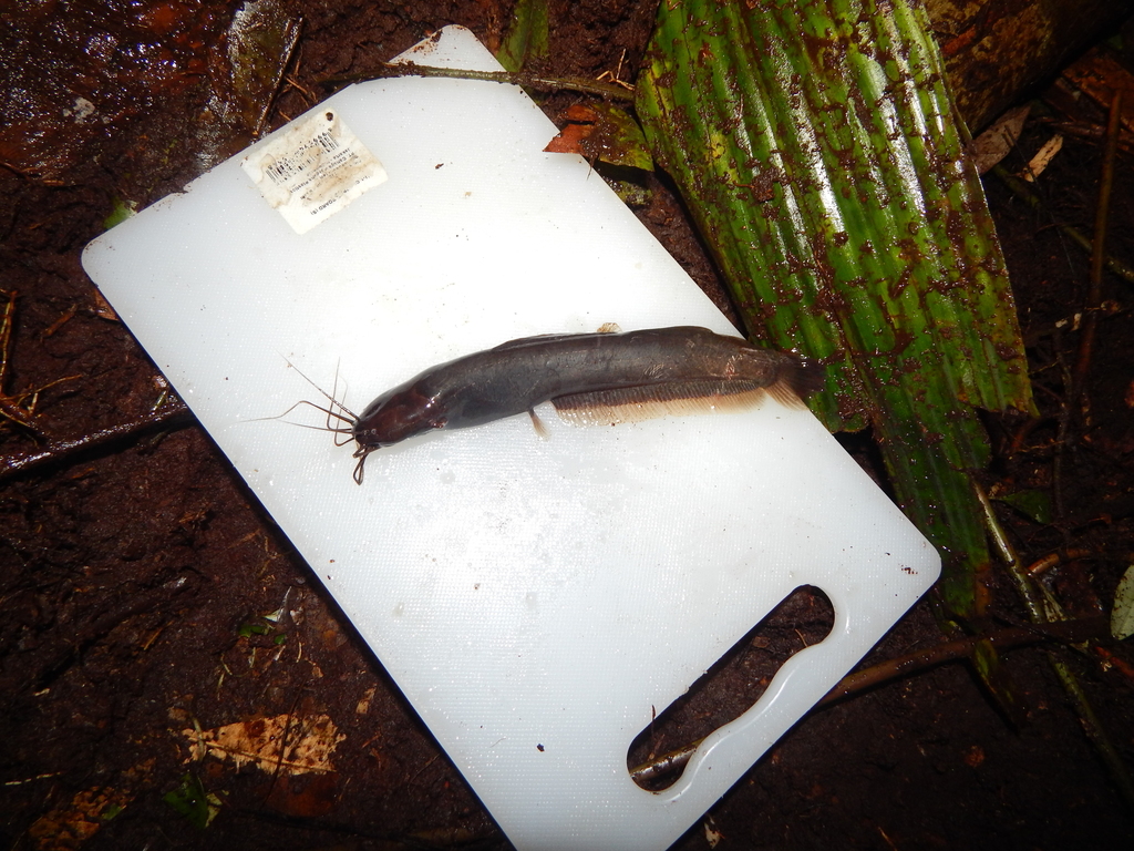 Veiled walking catfish (Encheloclarias velatus) — Clariidae