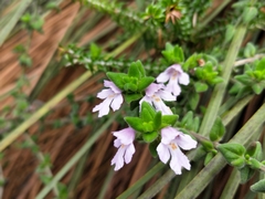 Prostanthera densa