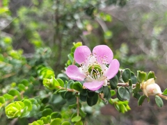 Leptospermum rotundifolium