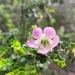 Leptospermum rotundifolium - Photo 由 Casey 所上傳的 (c) Casey，保留部份權利CC BY-NC
