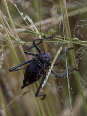 Acanthoplus