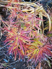 Artemisia vulgaris kamtschatica