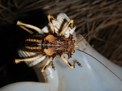 Acanthoproctus