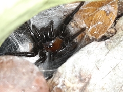 Porrhothele antipodiana