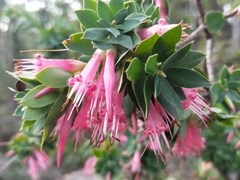 Styphelia triflora