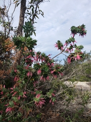 Styphelia triflora