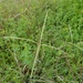 Paraguayan Windmill Grass - Photo (c) Eric Keith, some rights reserved (CC BY-NC), uploaded by Eric Keith