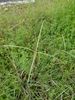 Paraguayan Windmill Grass - Photo (c) Eric Keith, some rights reserved (CC BY-NC), uploaded by Eric Keith