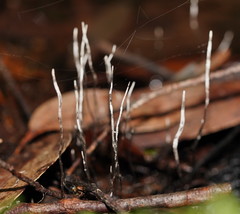 Xylaria filiformis