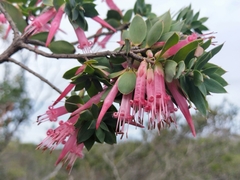 Styphelia triflora