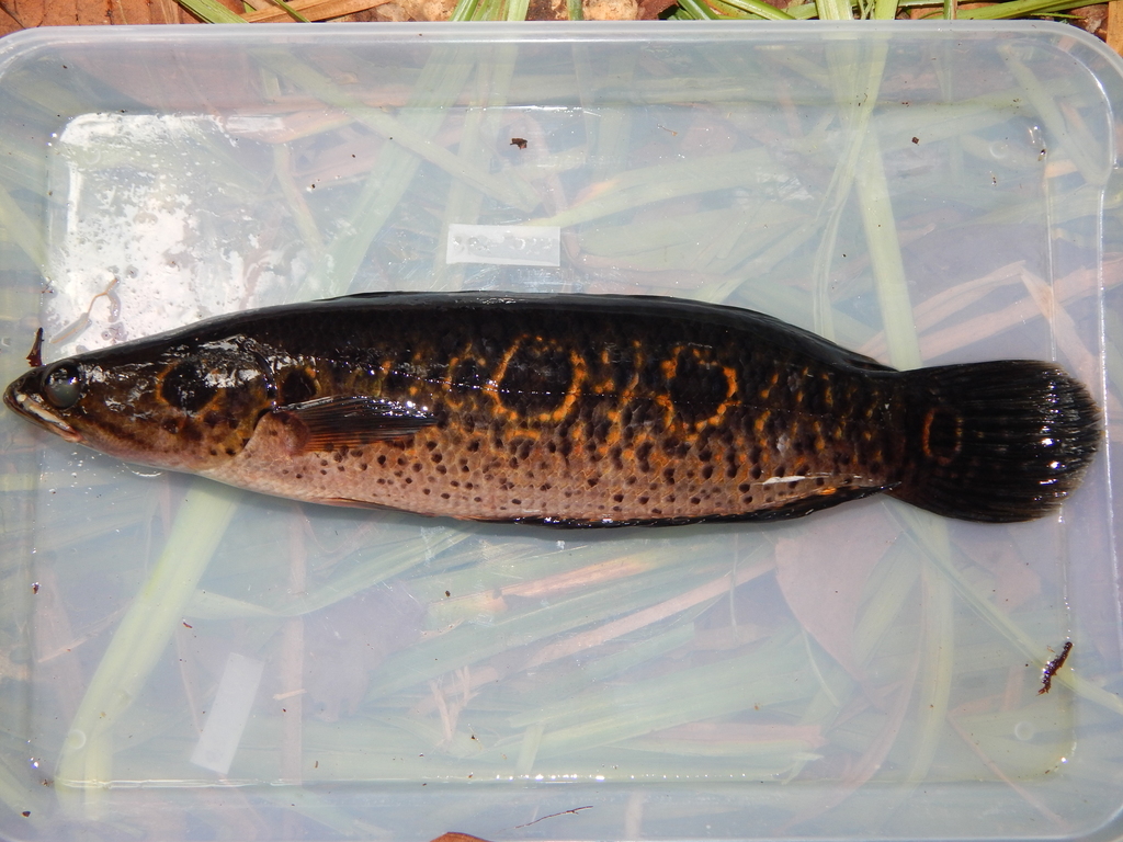 Oogvlek-slangenkopvis (Channa pleurophthalma) — Channidae
