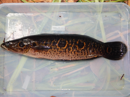 Ocellated snakehead (Channa pleurophthalma) — Channidae