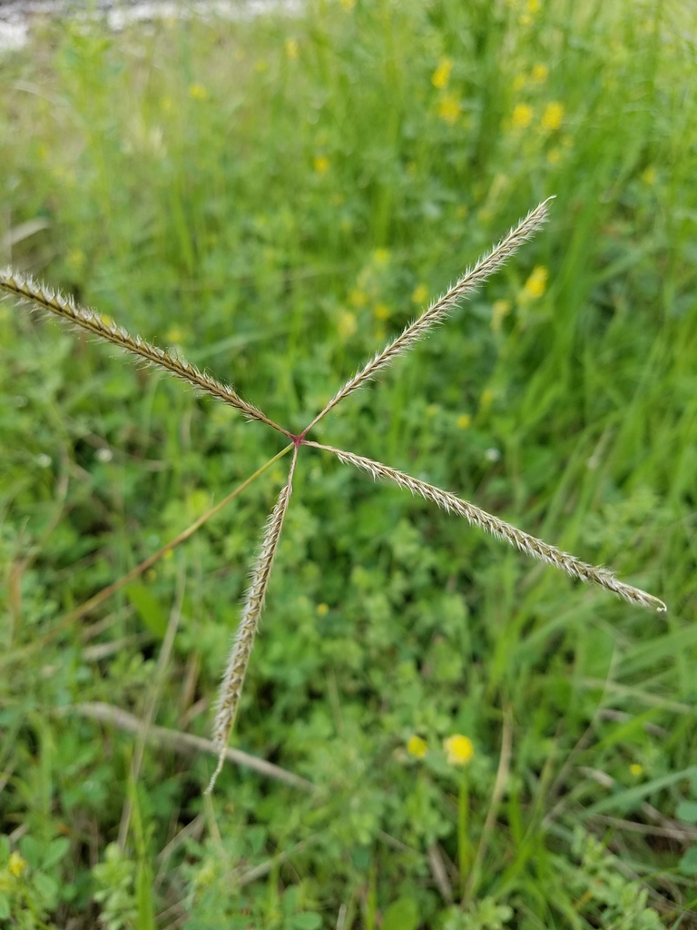 Paraguayan windmill grass (Nash Prairie Plants List) · iNaturalist