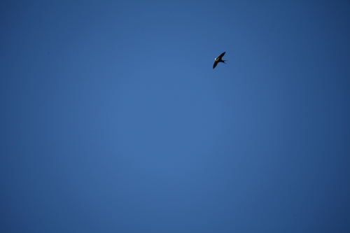 White-backed Swallow (Cheramoeca leucosterna), photo 3
