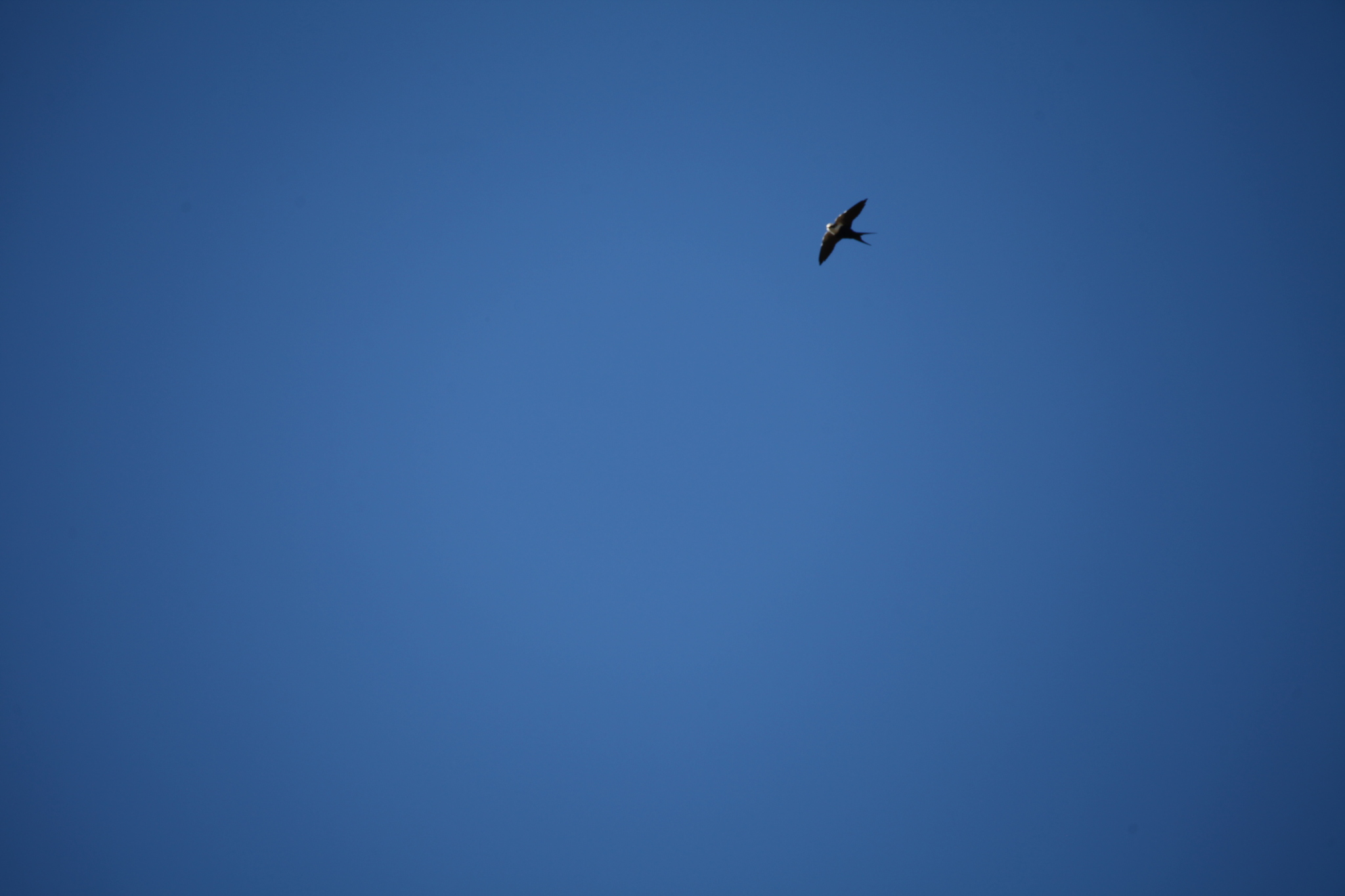 White-backed Swallow (Cheramoeca leucosterna), photo 3