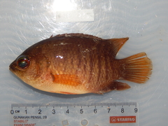 Malayan Leaffish photo 3