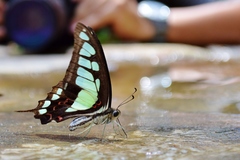 Graphium cloanthus