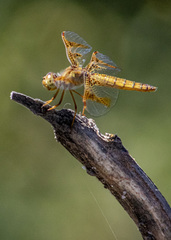 Perithemis intensa