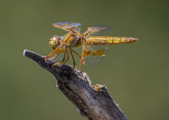 Perithemis intensa
