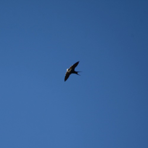 White-backed Swallow (Cheramoeca leucosterna), photo 4