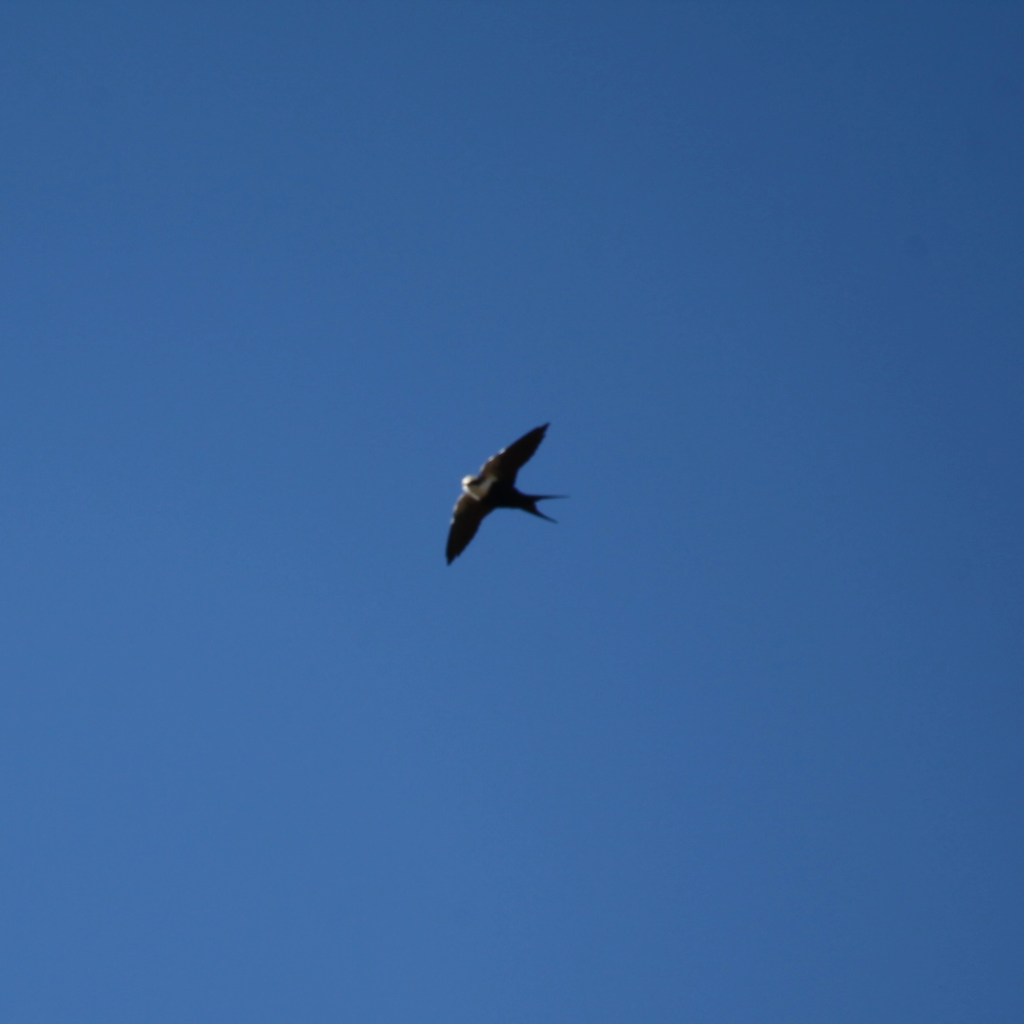 White-backed Swallow (Cheramoeca leucosterna), photo 4
