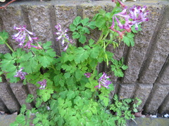 Corydalis incisa