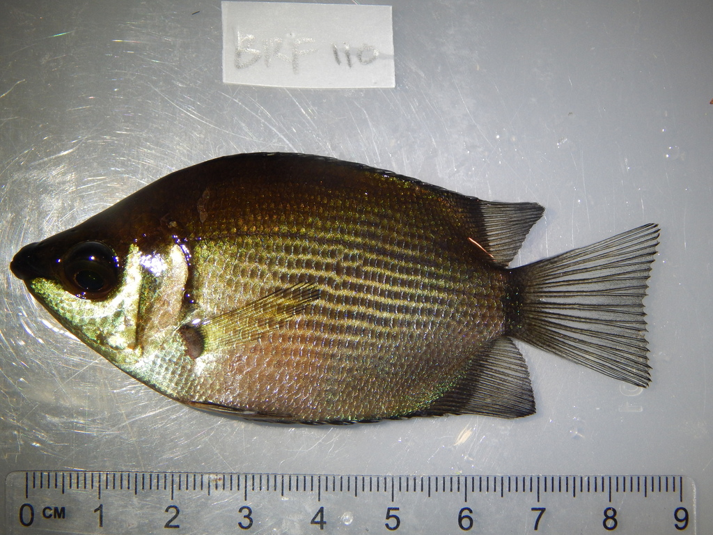Gouramis