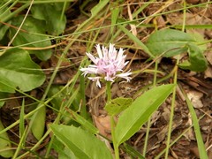 Pleurocarpaea denticulata
