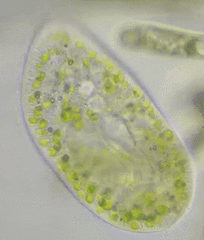 Paramecium bursaria