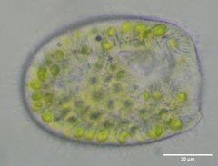 Paramecium bursaria