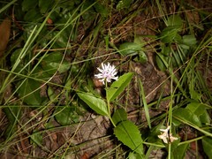 Pleurocarpaea denticulata