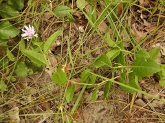 Pleurocarpaea denticulata