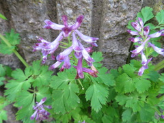 Corydalis incisa