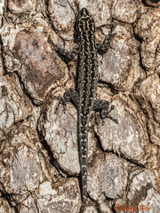 Lygodactylus keniensis