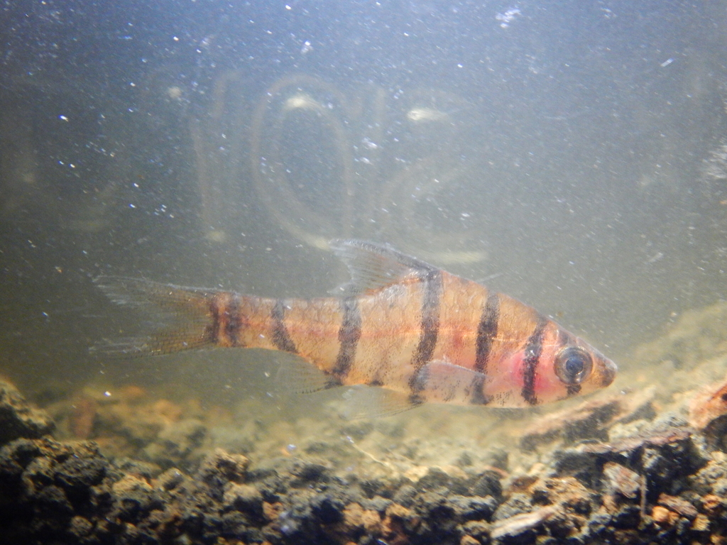Eightband false barb (Eirmotus octozona) — Cyprinidae