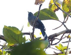 Phaenicophaeus viridirostris