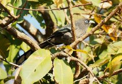 Phaenicophaeus viridirostris