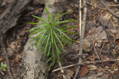 Abies sachalinensis
