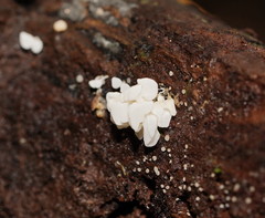 Physalacria australiensis