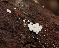 Physalacria australiensis