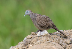 Zebra Dove photo 3