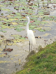 Ardea alba egretta