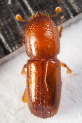 Xyleborus ferrugineus