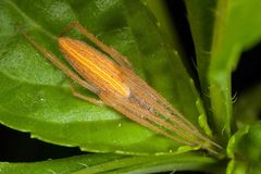 Larinia tabida