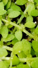 Callitriche terrestris