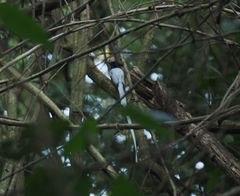 Terpsiphone paradisi