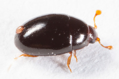 Cerylonidae