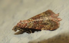 Mimoclystia undulosata