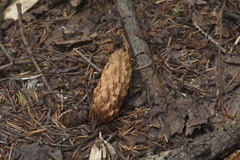 Picea jezoensis jezoensis