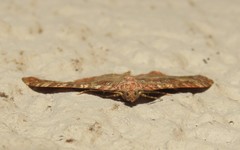 Mimoclystia undulosata